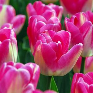 Tulipa 'Dreamland', Single Late Tulip 'Dreamland', Single Late Tulips, Spring Bulbs, Spring Flowers, Tulipe Dreamland, Pink Tulip, Single Late Tulip, Spring Bloom